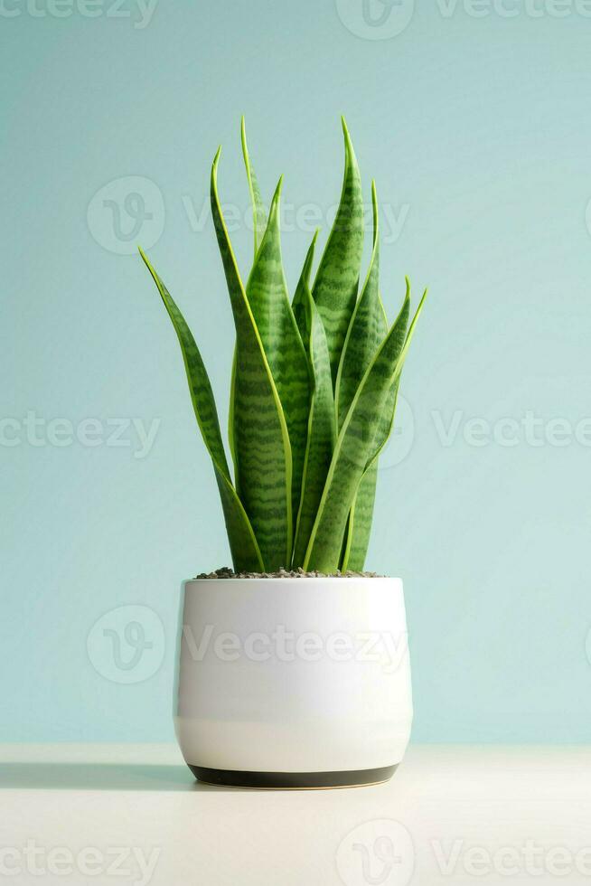 foto van sier- fabriek in minimalistische pot net zo kamerplant voor huis decoratie geïsoleerd Aan wit achtergrond. generatief ai