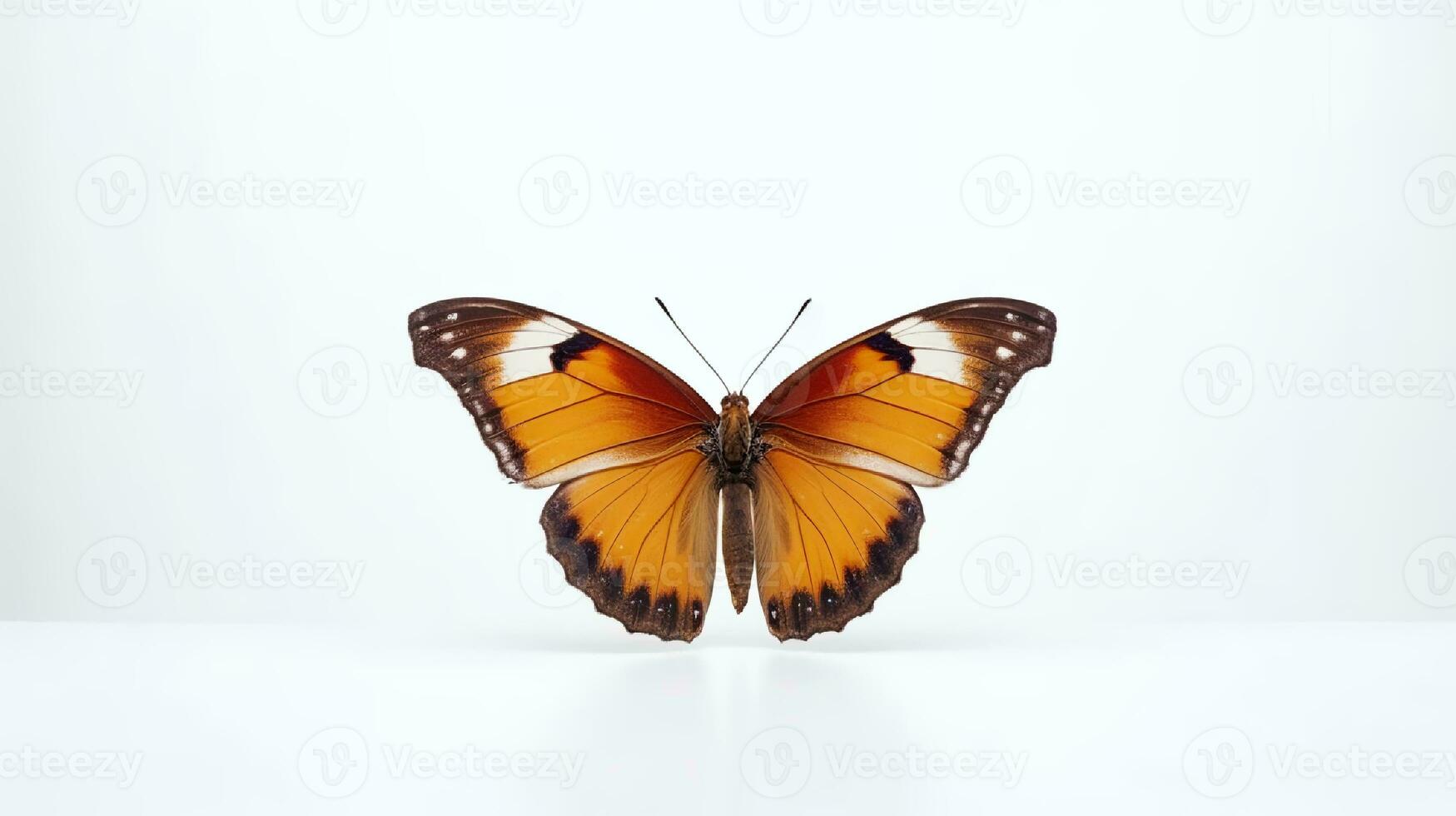 foto van een vlinder Aan wit achtergrond. generatief ai
