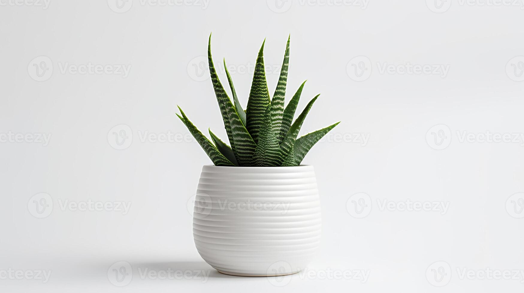 foto van Haworthia in minimalistische pot net zo kamerplant voor huis decoratie geïsoleerd Aan wit achtergrond. generatief ai