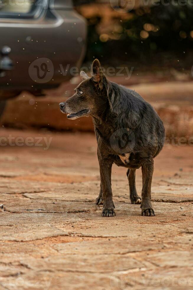 hond verlaten Aan de straat foto