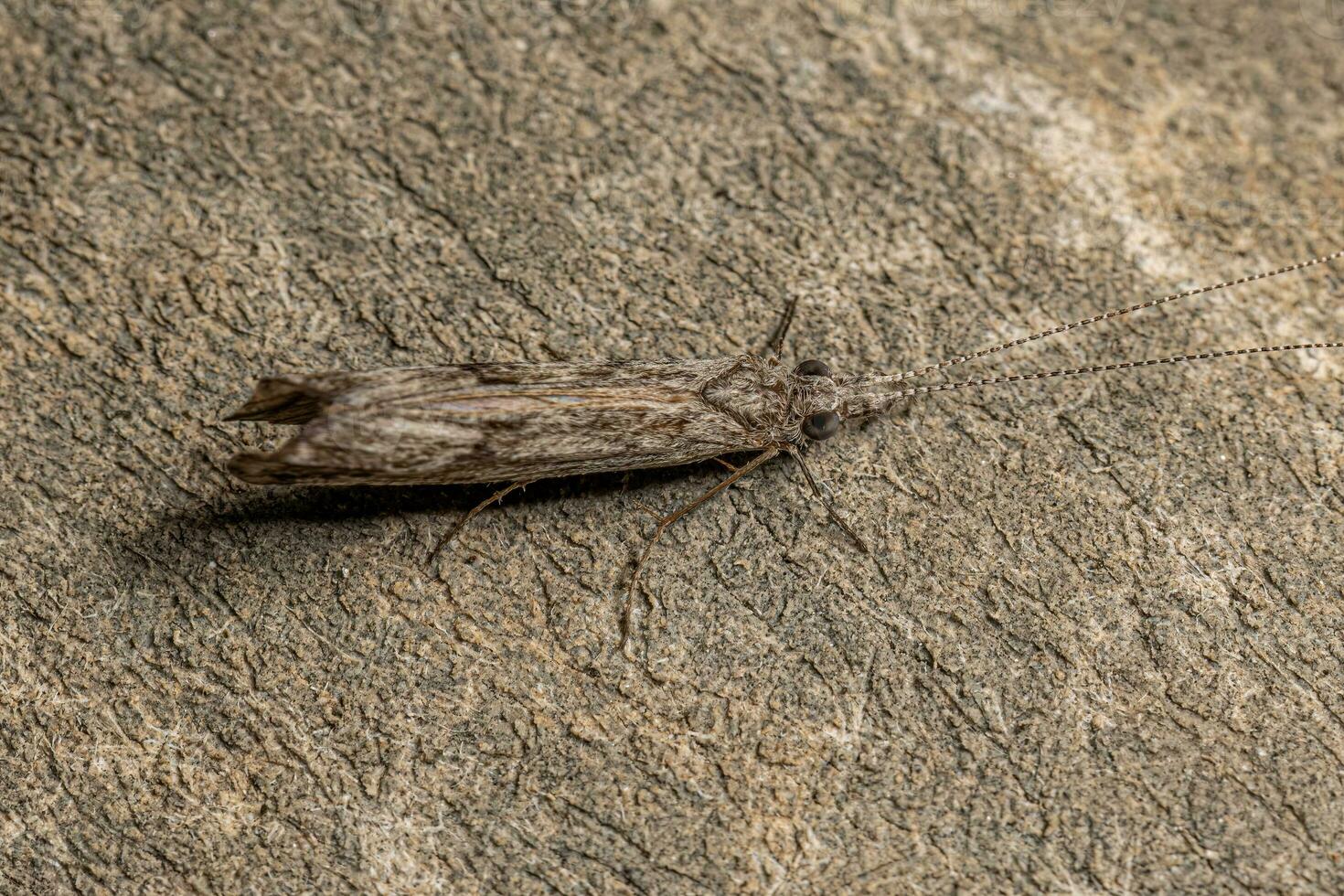 volwassen caddisfly insect foto