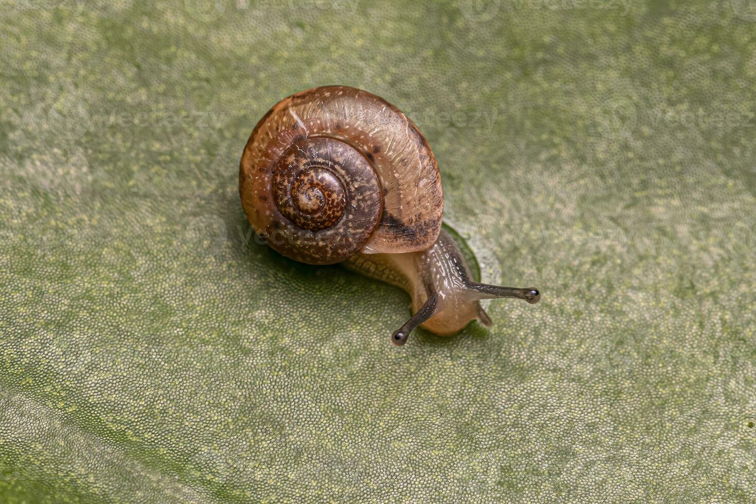 Aziatische zwerverslak foto