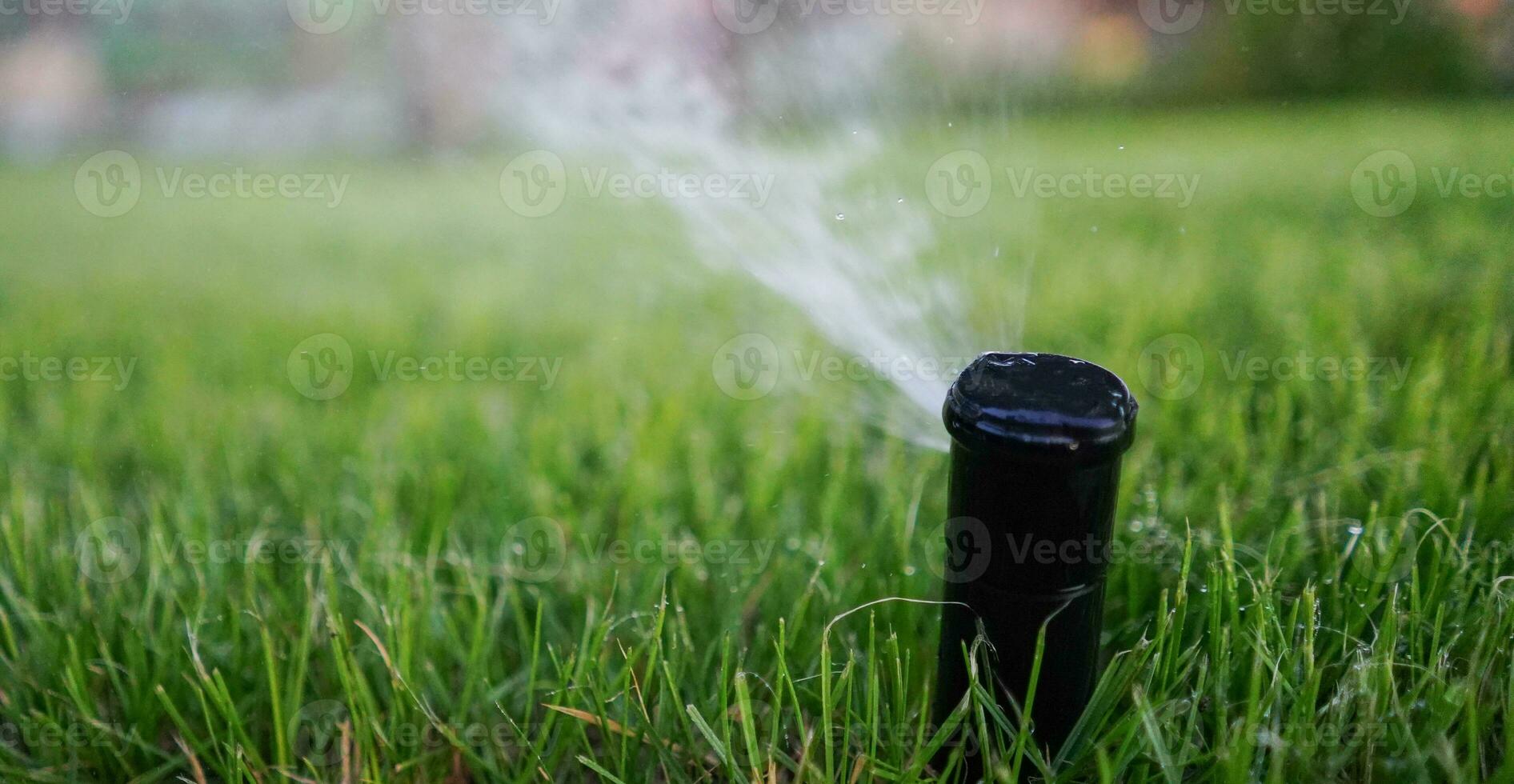 water sproeier in de tuin. irrigatie sproeier. gieter planten. foto