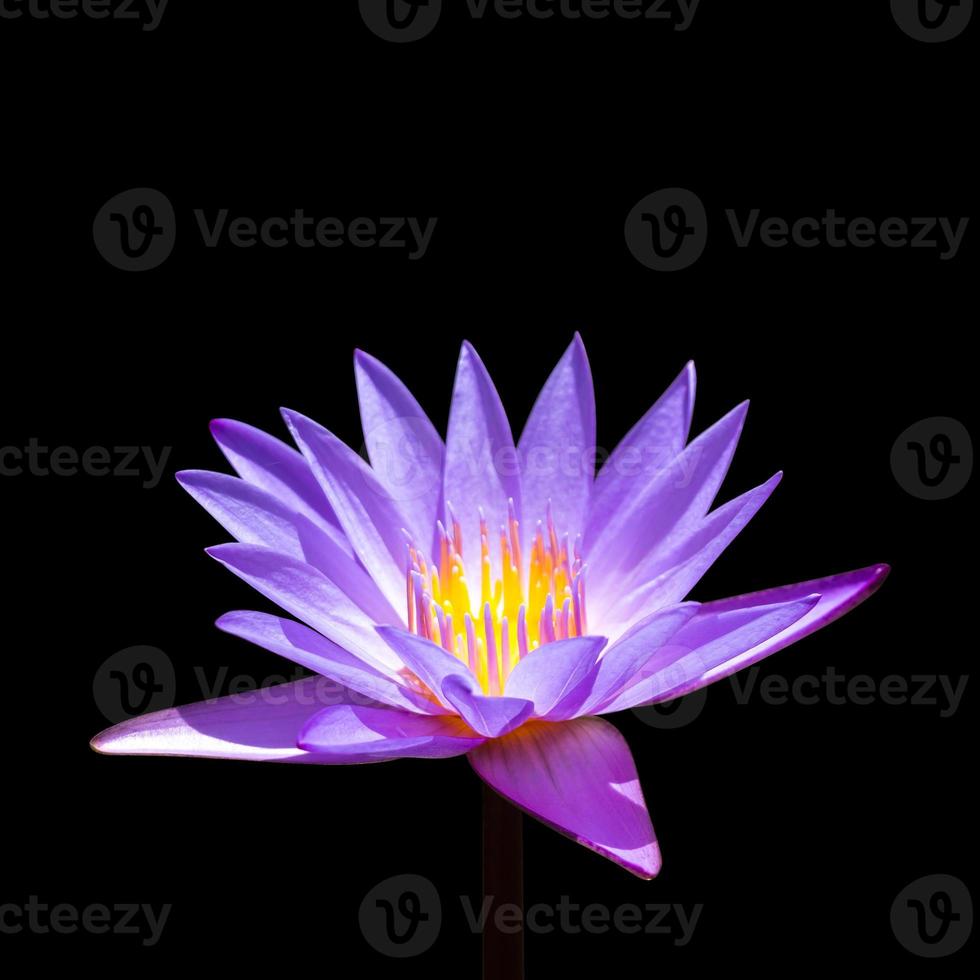 paarse lotus op geïsoleerde achtergrond foto