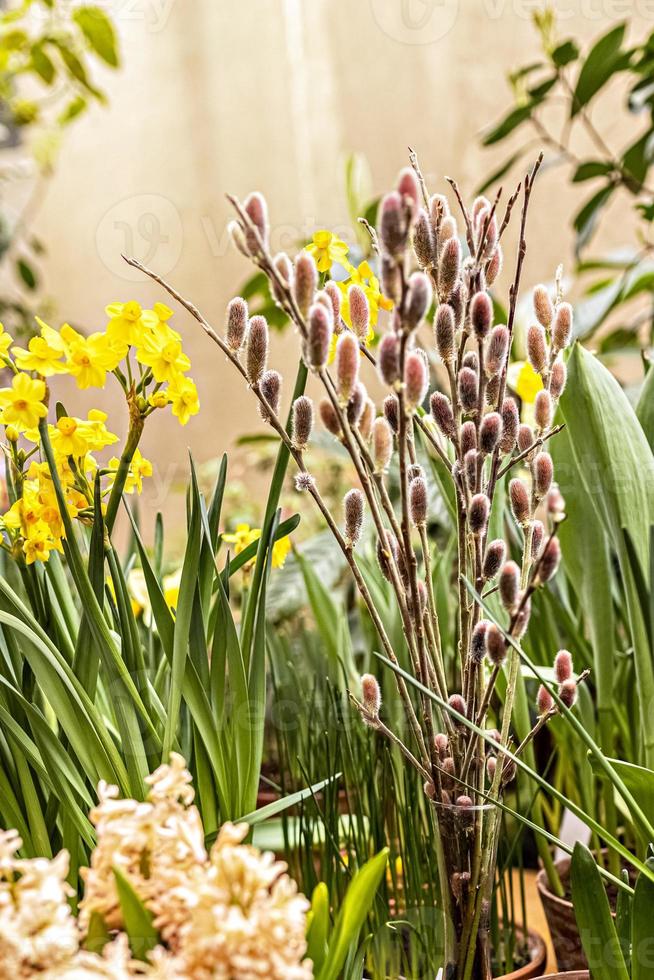 boeket in een vaas met wilgentakken met ontluikende knoppen in een bloeiende lentetuin foto