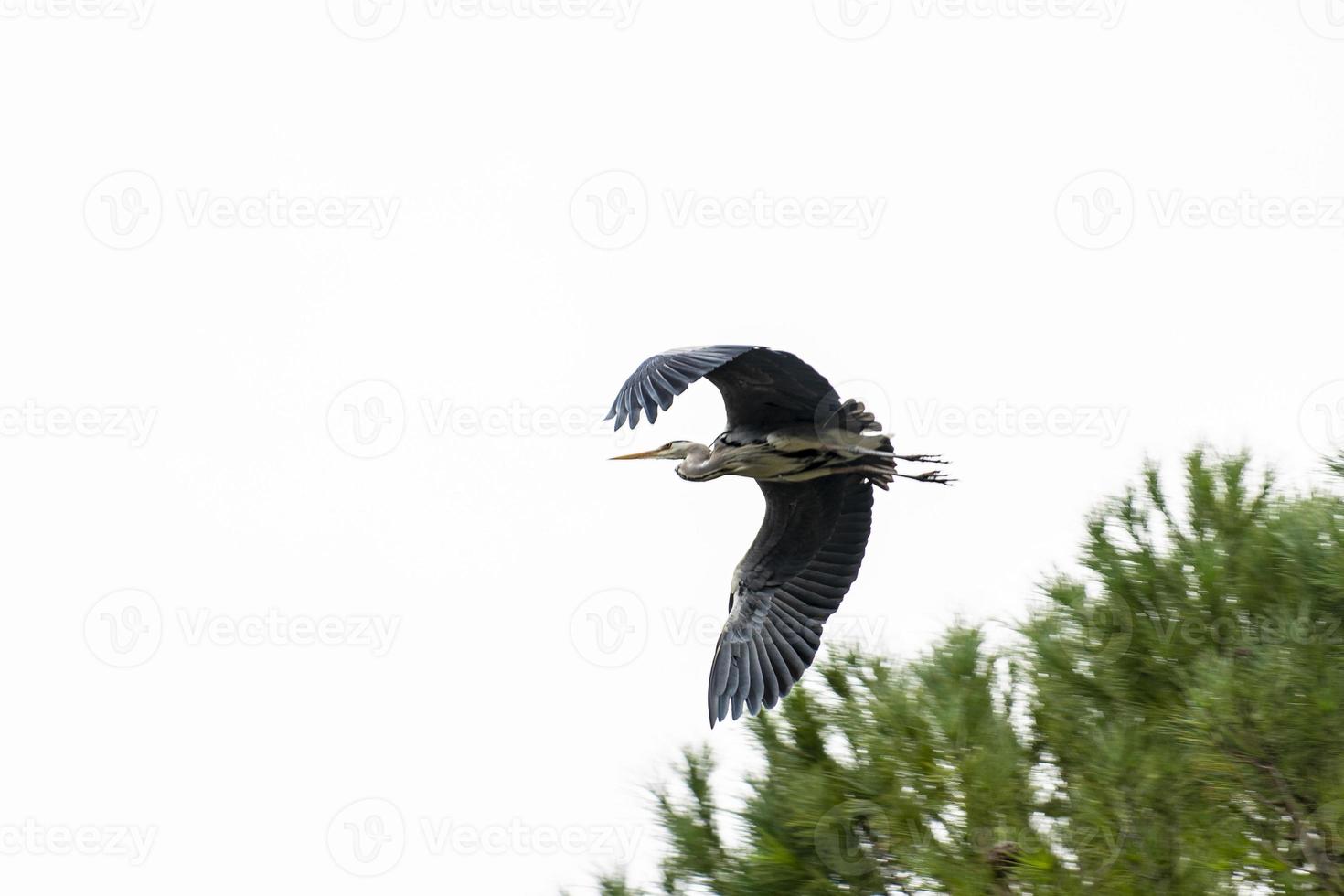 grijze reiger neergestreken op een den in de stad foto