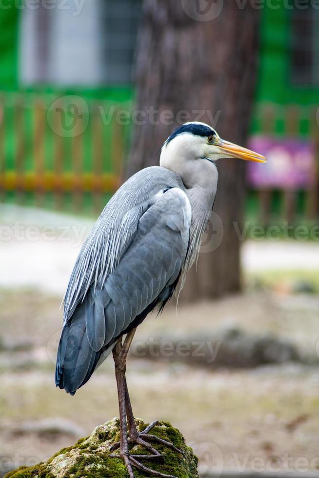 de grijze reiger foto