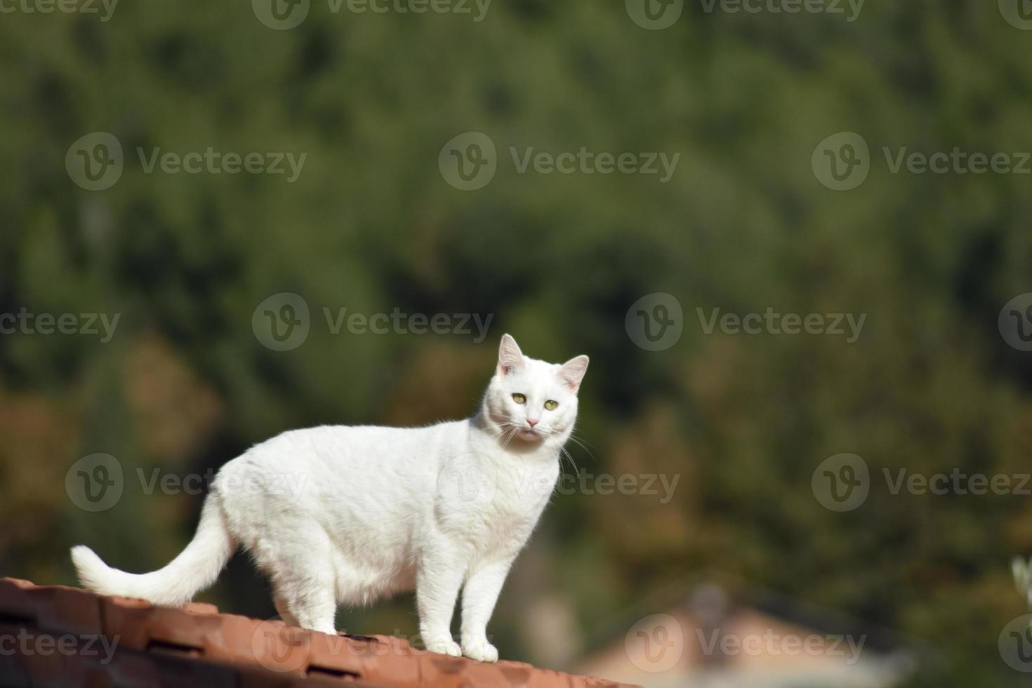 het kattenportret foto