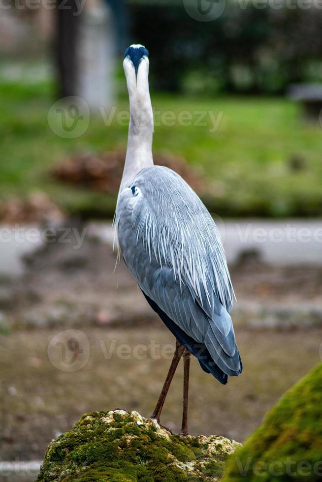 de grijze reiger foto