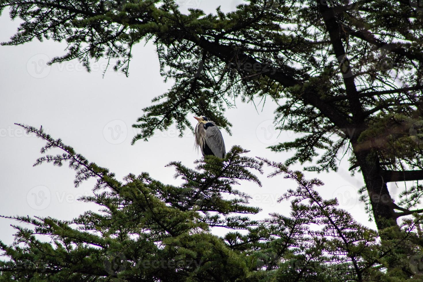 de grijze reiger foto