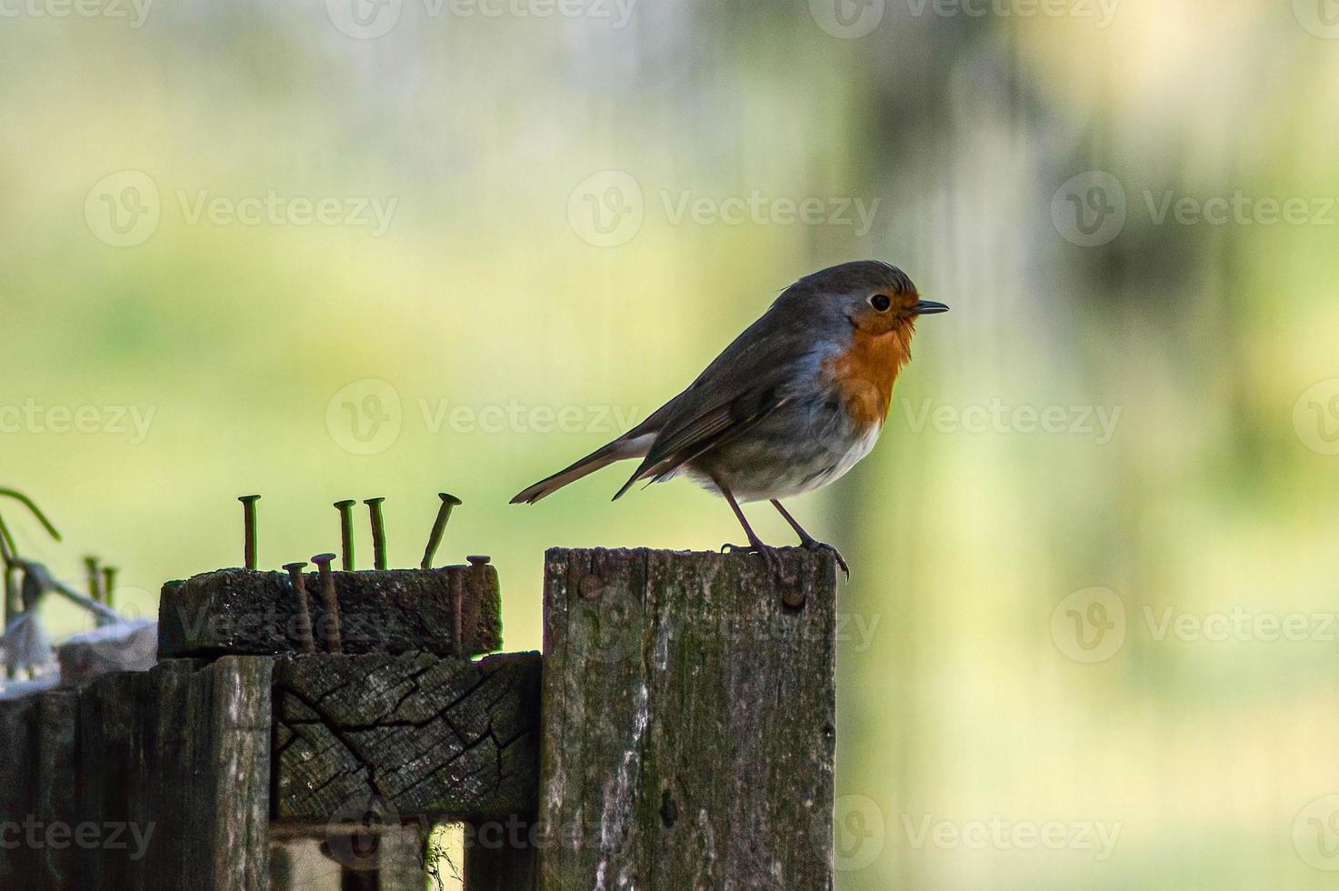 een roodborstje op een paal foto