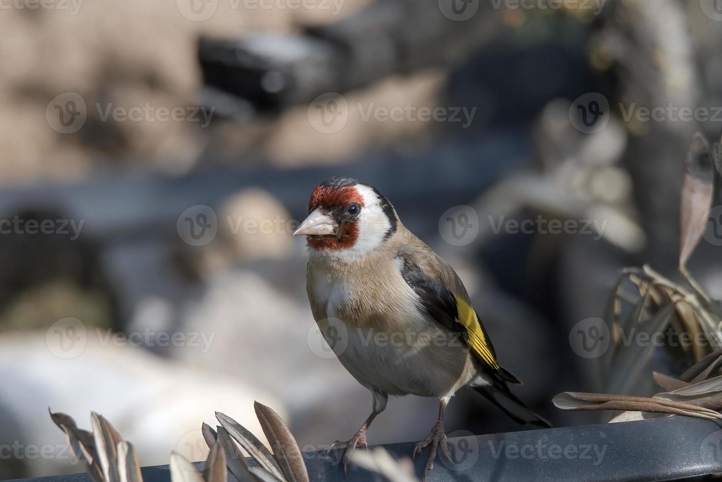 distelvink vogel neergestreken op een drinkbak foto