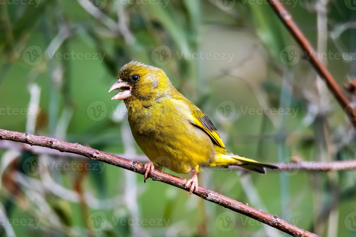 groenling vogel zittend op een tak foto