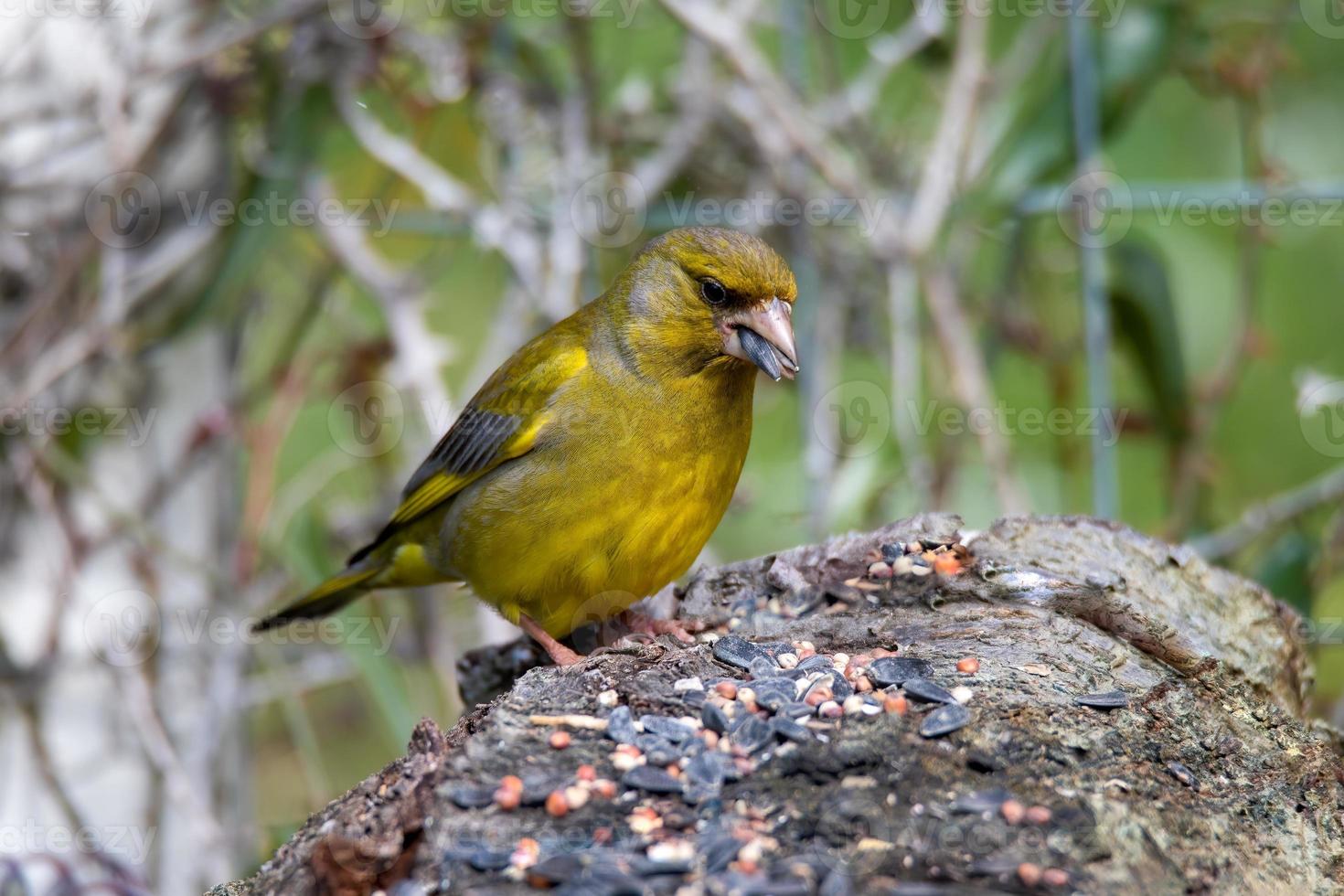 groenling vogel geplaatst op hout foto