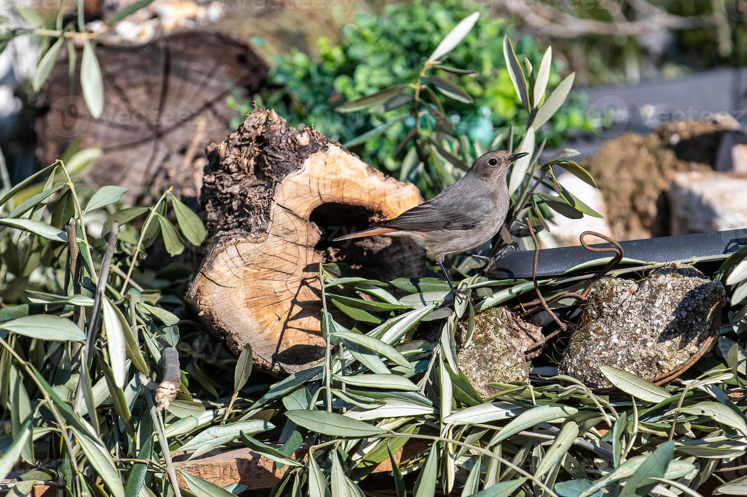 een roodstaartvogel die op een boomstam zit foto