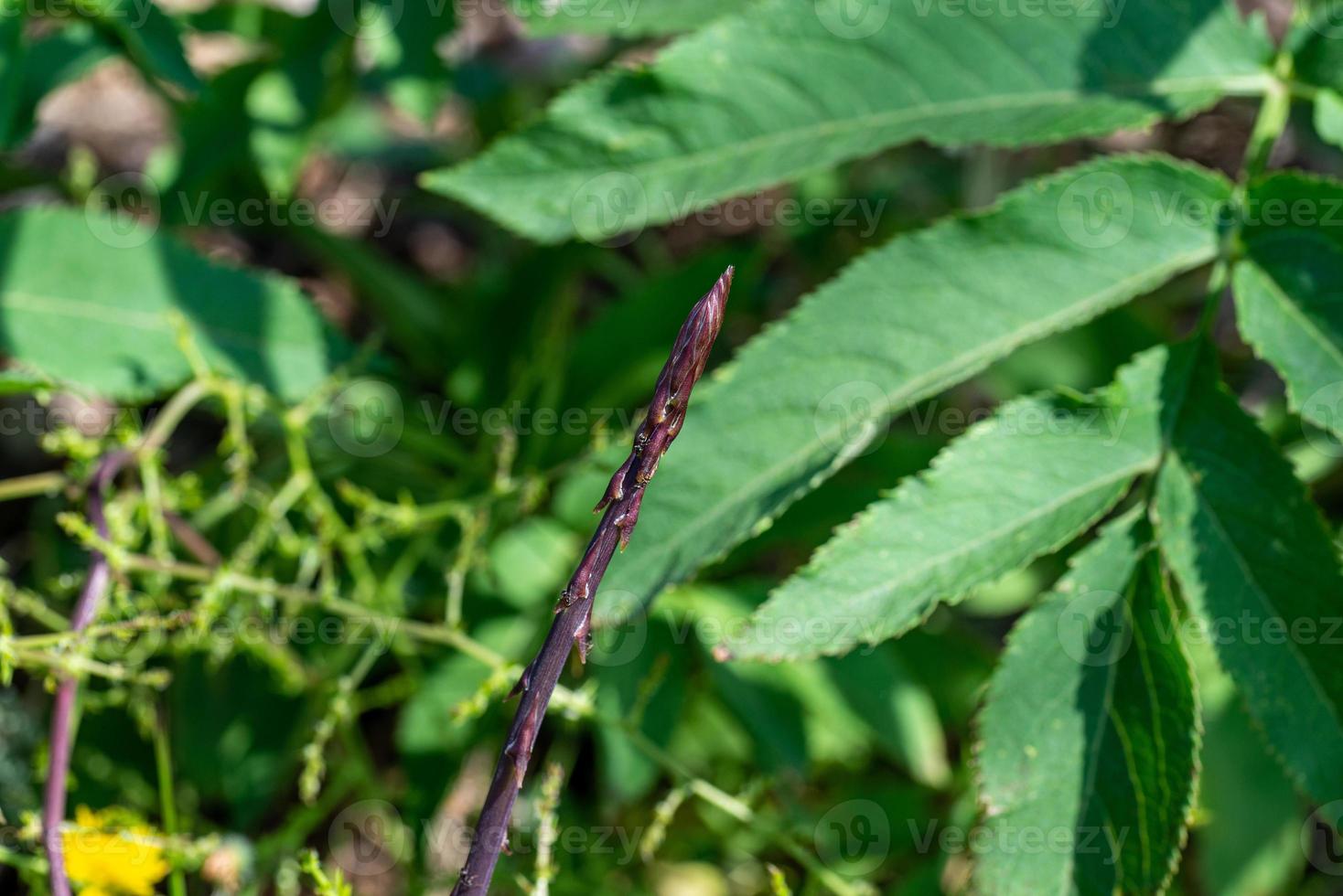 wilde asperges geboren onder de olijfboom foto