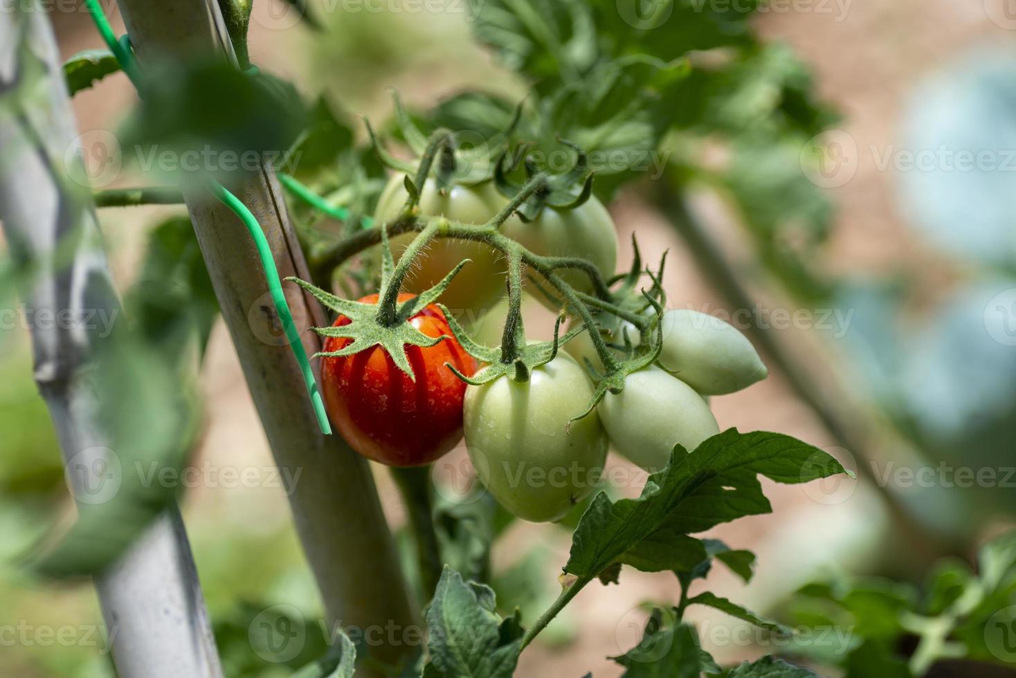 tomatenplant groeit in hun periode foto