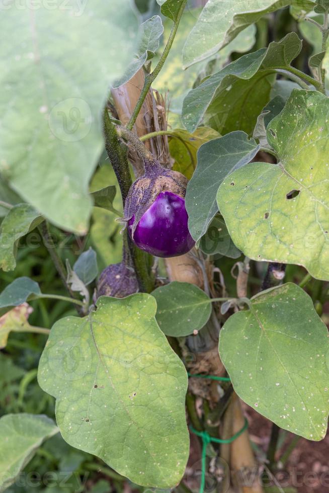 aubergines groeien in hun plant foto