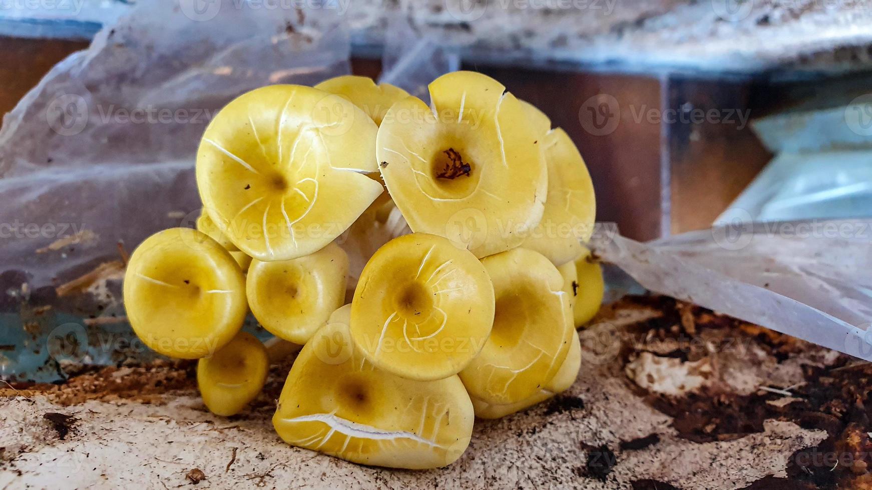 de galluzzi-paddenstoelen foto