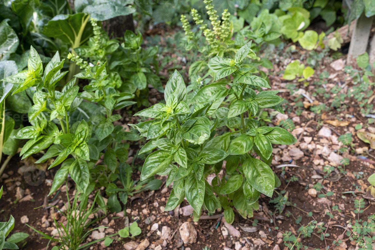 groene basilicum voor tafelkruiden foto