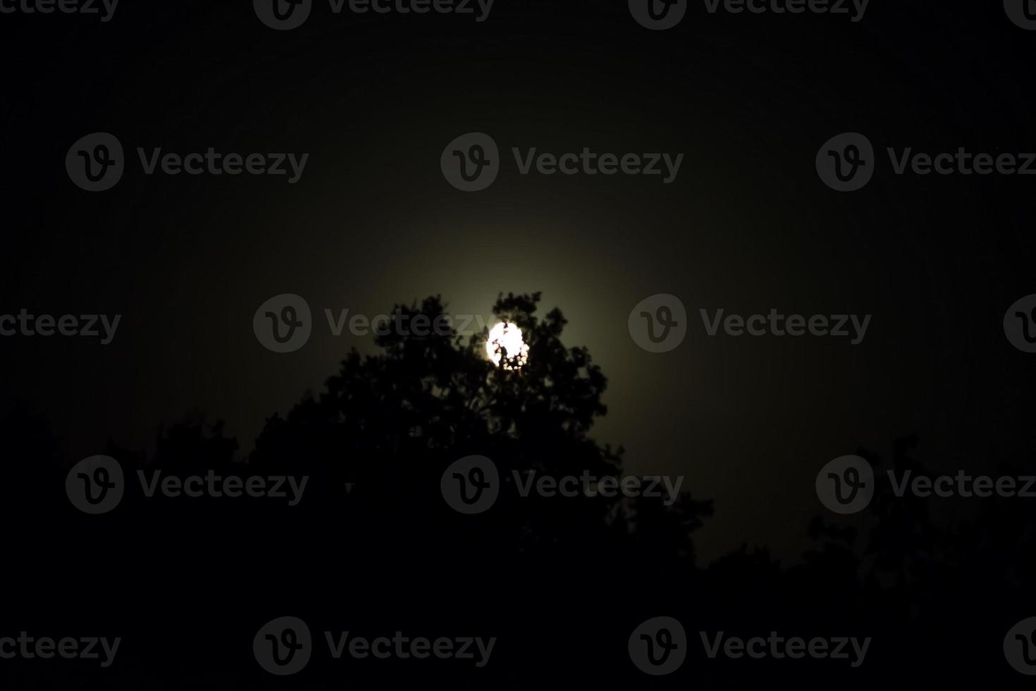 volle maan komt op uit de planten foto