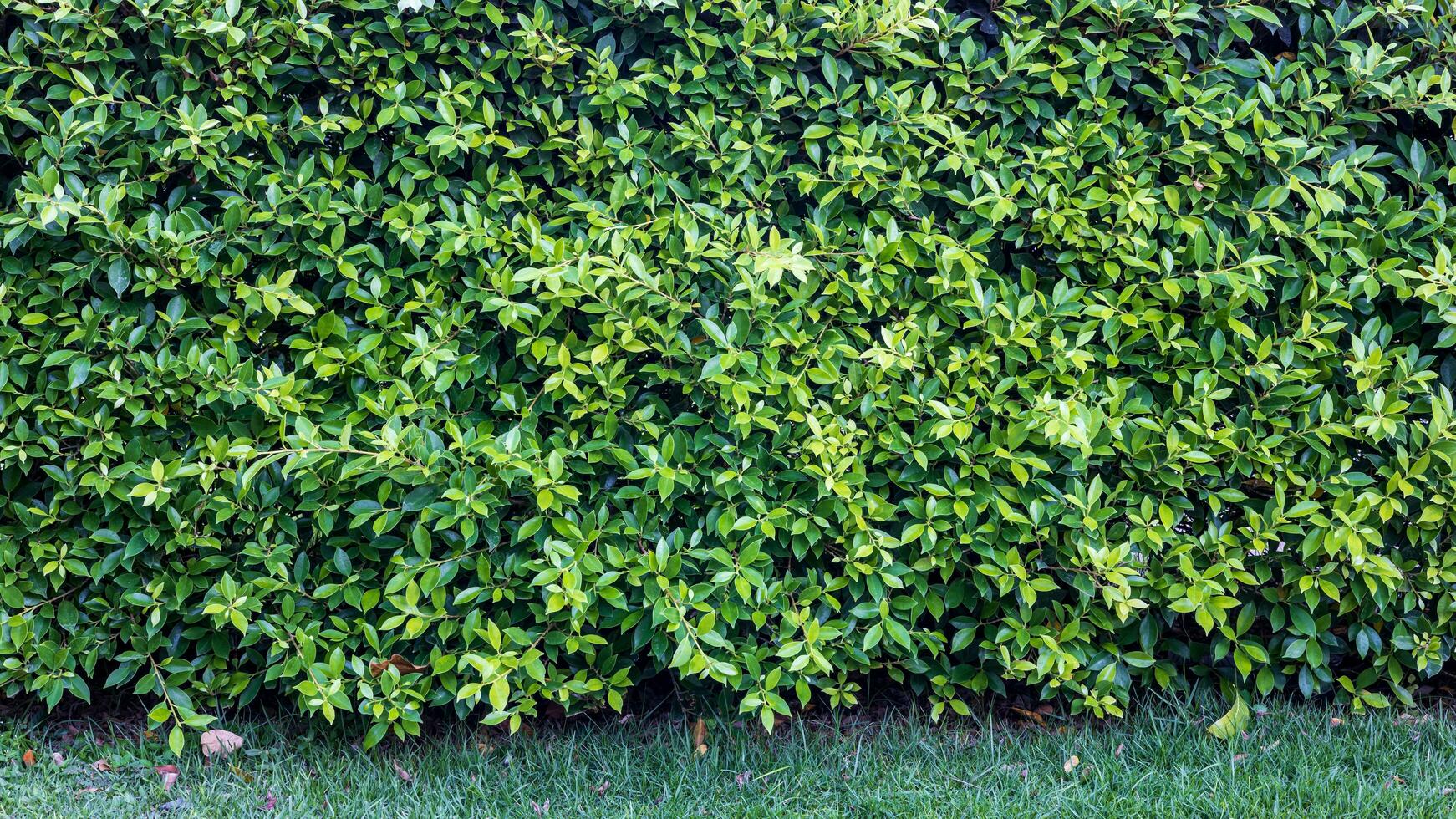 detailopname visie van de hek muur achtergrond, vers groen bladerrijk struiken. foto