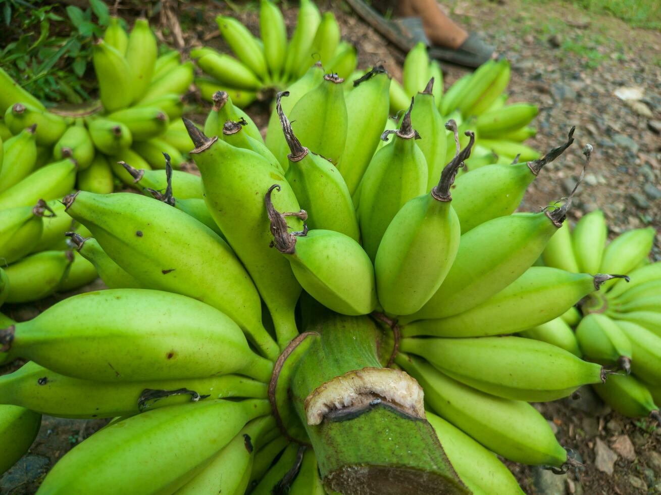 bundel van groen bananen in de tuin. banaan awak agrarisch plantage foto