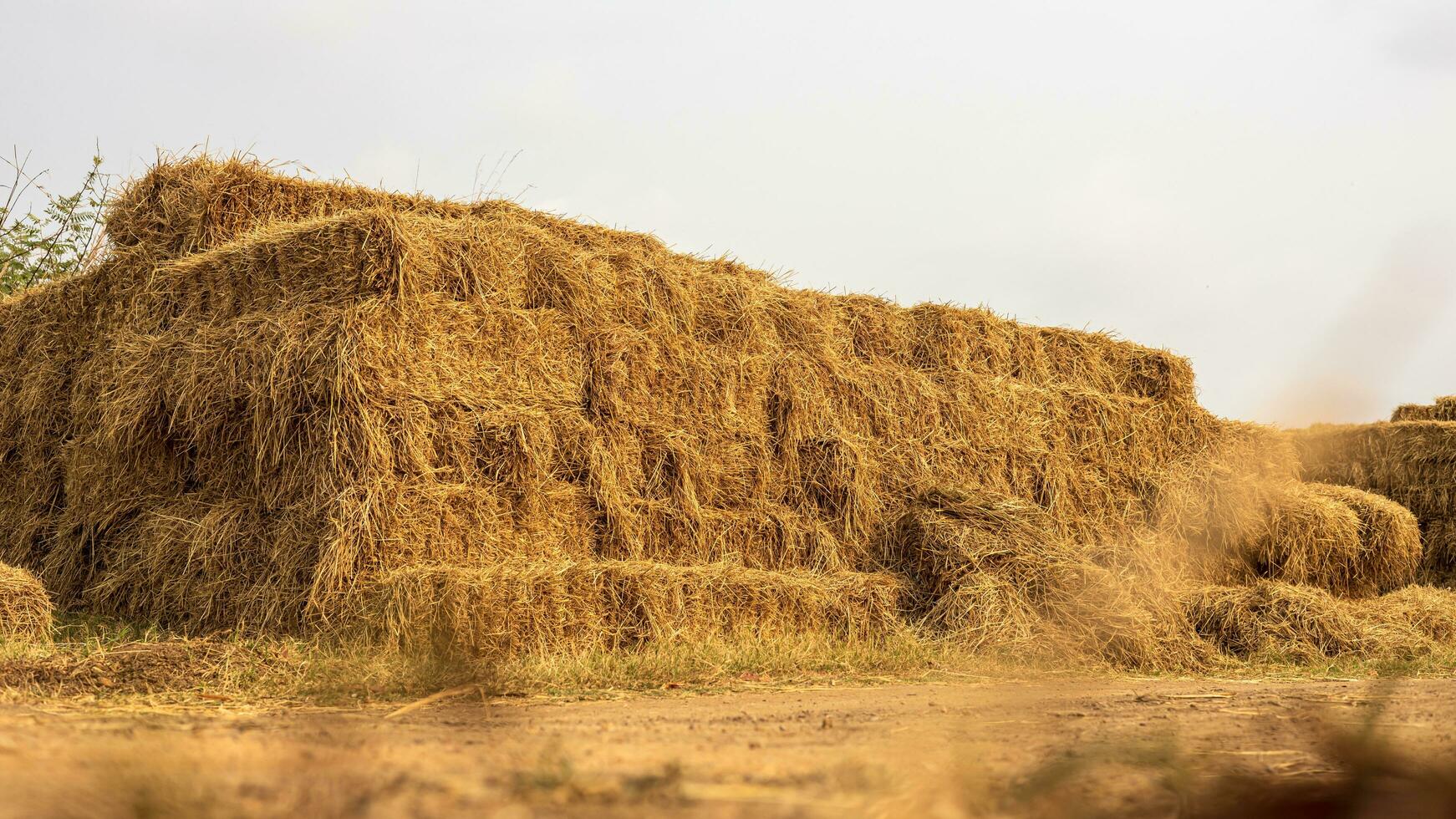 laag hoek visie. hopen van rietje balen van geoogst rijst- velden opgestapeld omhoog in dicht rijen. foto