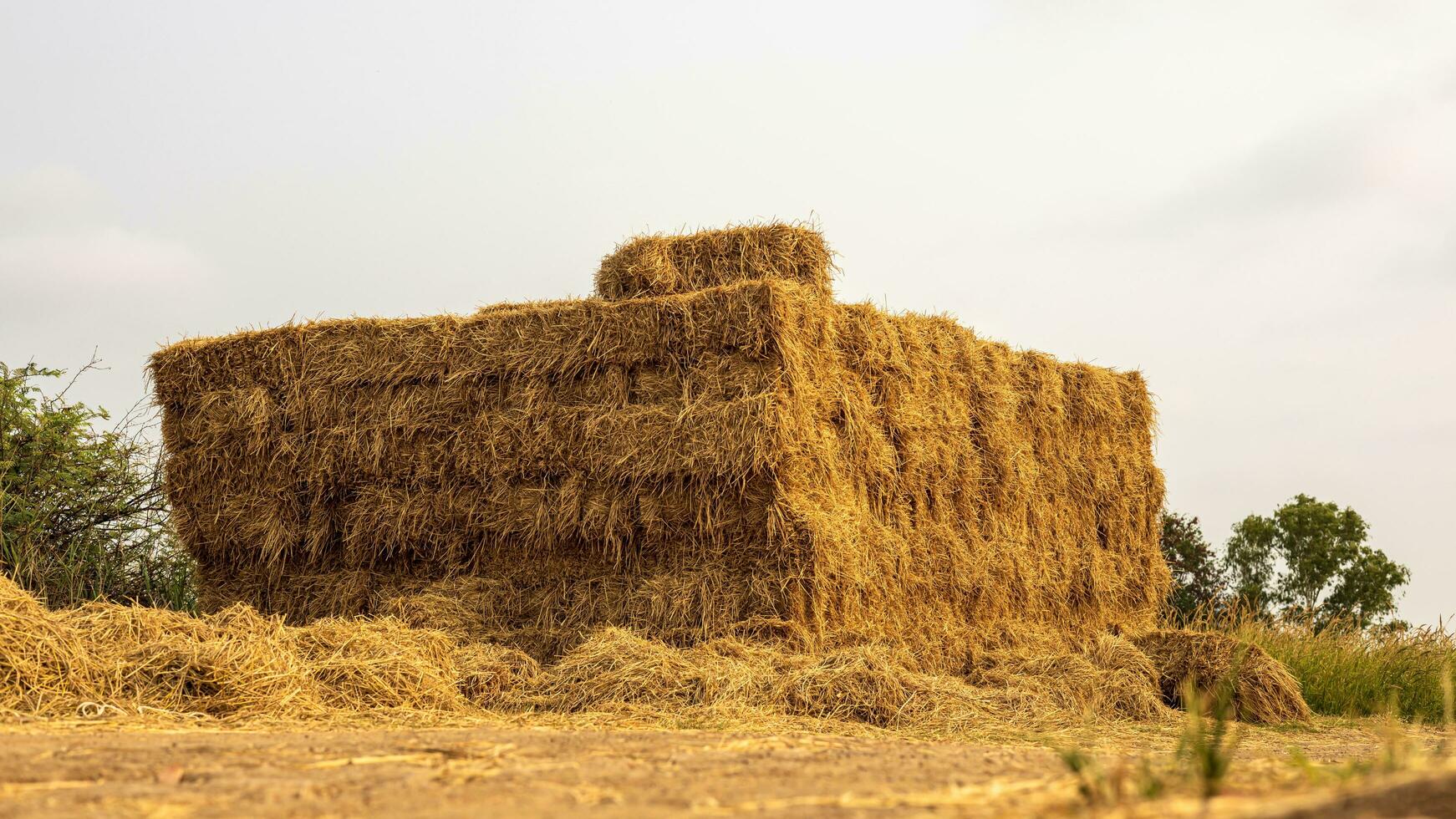 laag hoek visie. hopen van rietje balen van geoogst rijst- velden opgestapeld omhoog in dicht rijen. foto
