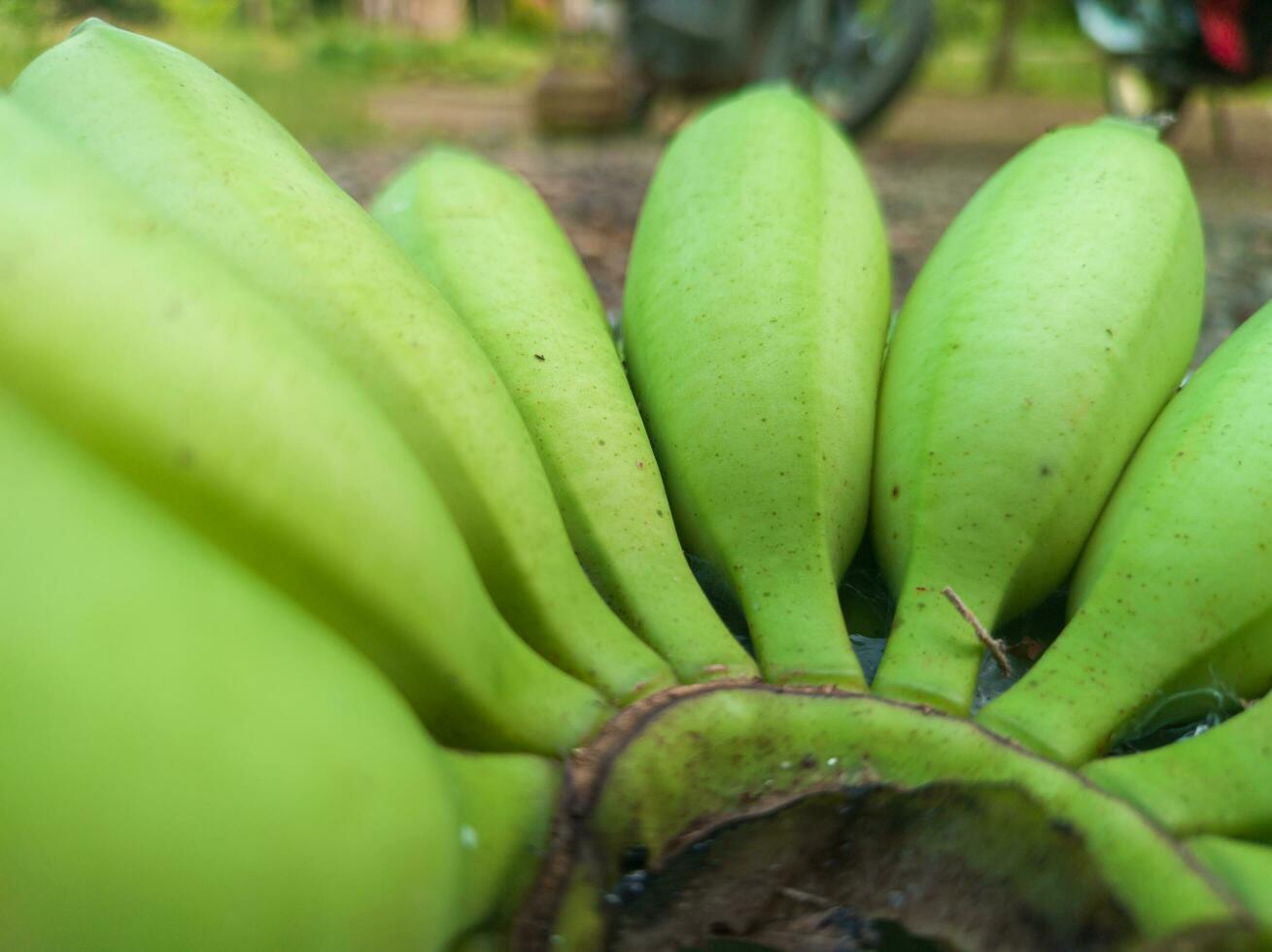 bundel van groen bananen in de tuin. banaan awak agrarisch plantage foto