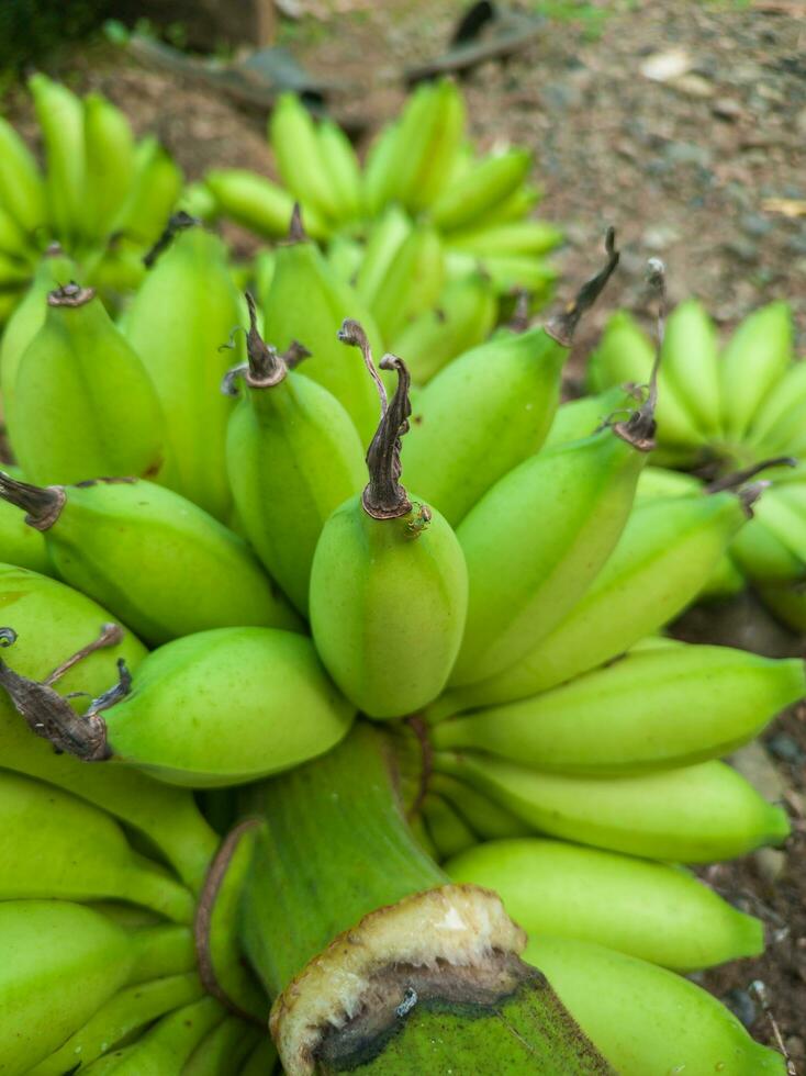 bundel van groen bananen in de tuin. banaan awak agrarisch plantage foto