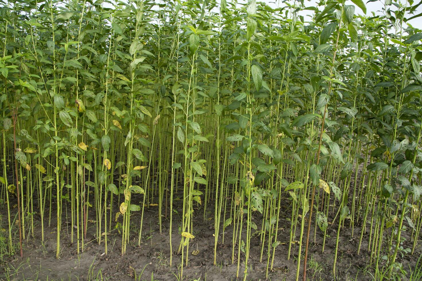 jute- planten groeit in een veld- in de platteland van Bangladesh foto