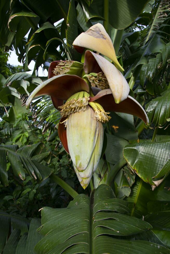 bloesem banaan bloem is een gezond voeding groente Aan de tuin boom foto