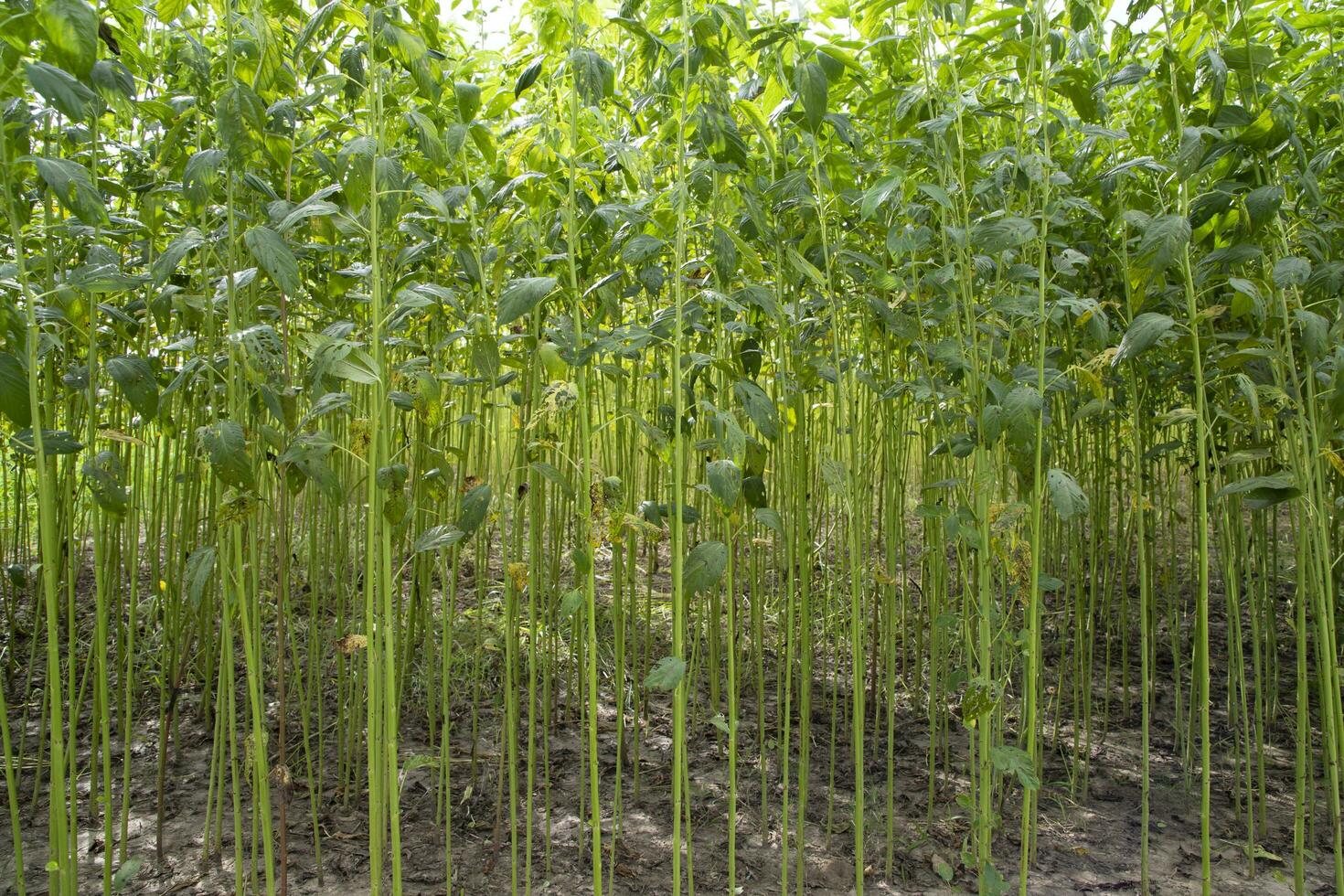 groen jute- plantage veld. rauw jute- fabriek patroon structuur achtergrond. deze is de gebeld gouden vezel in Bangladesh foto