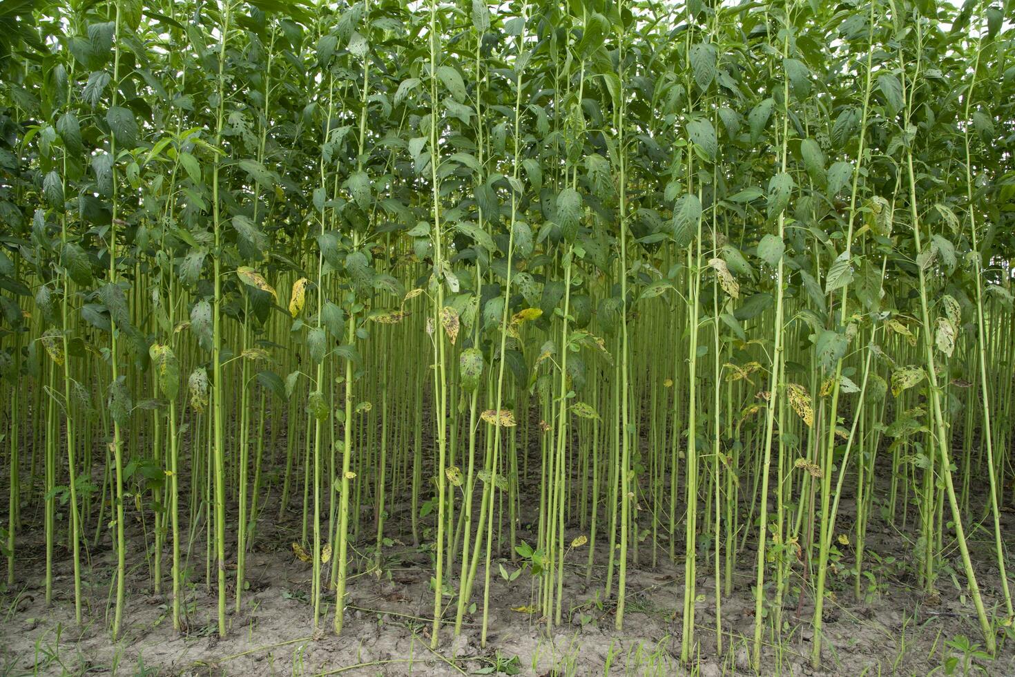 groen jute- plantage veld. rauw jute- fabriek patroon structuur achtergrond. deze is de gebeld gouden vezel in Bangladesh foto