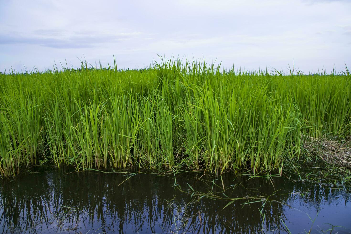 groen rijst- landbouw veld- landschap visie met blauw lucht in de platteland van Bangladesh foto