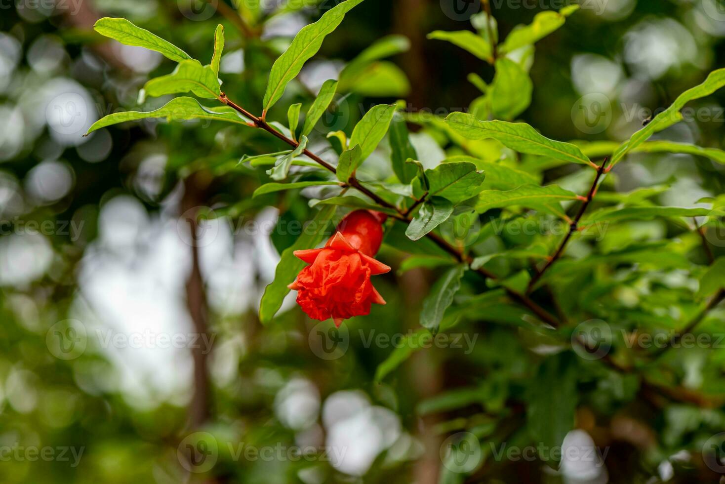 granaatappel aan de boom in de tuin foto