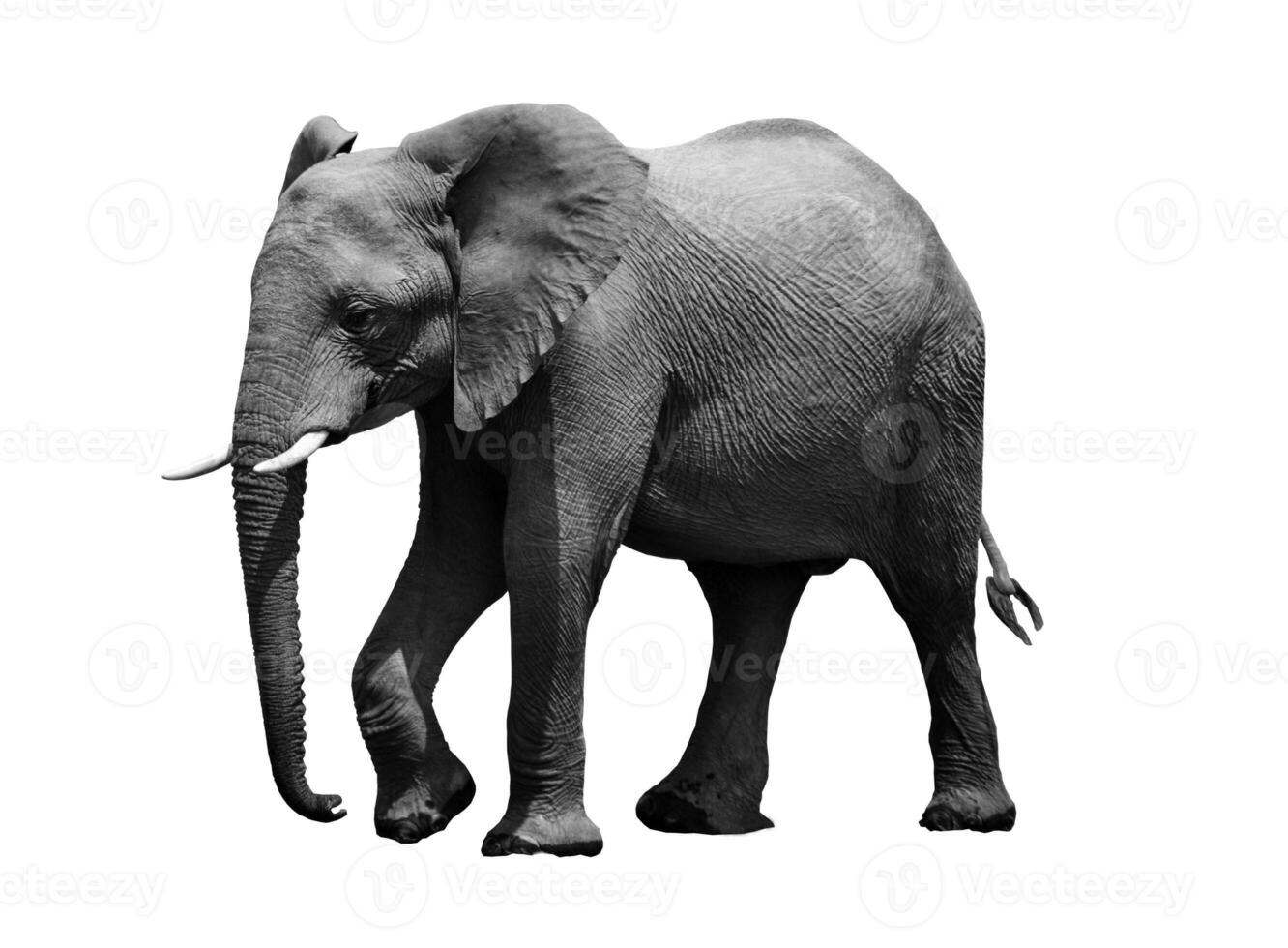 zwart en wit portret van een Afrikaanse olifant Aan een wit achtergrond. wild dier foto