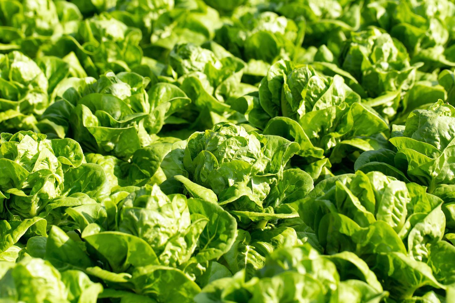 verse botersla bladeren salades groente hydrocultuur boerderij foto