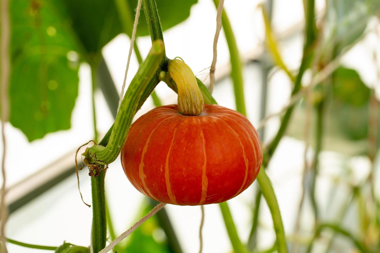 pompoenen die aan het bamboehek in de tuin hangen foto