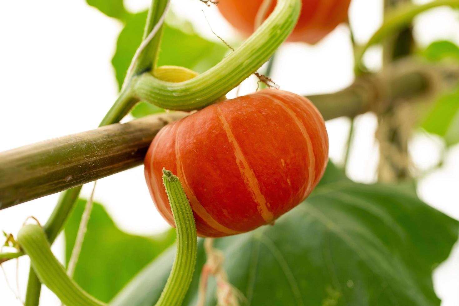 pompoenen die aan het bamboehek in de tuin hangen foto