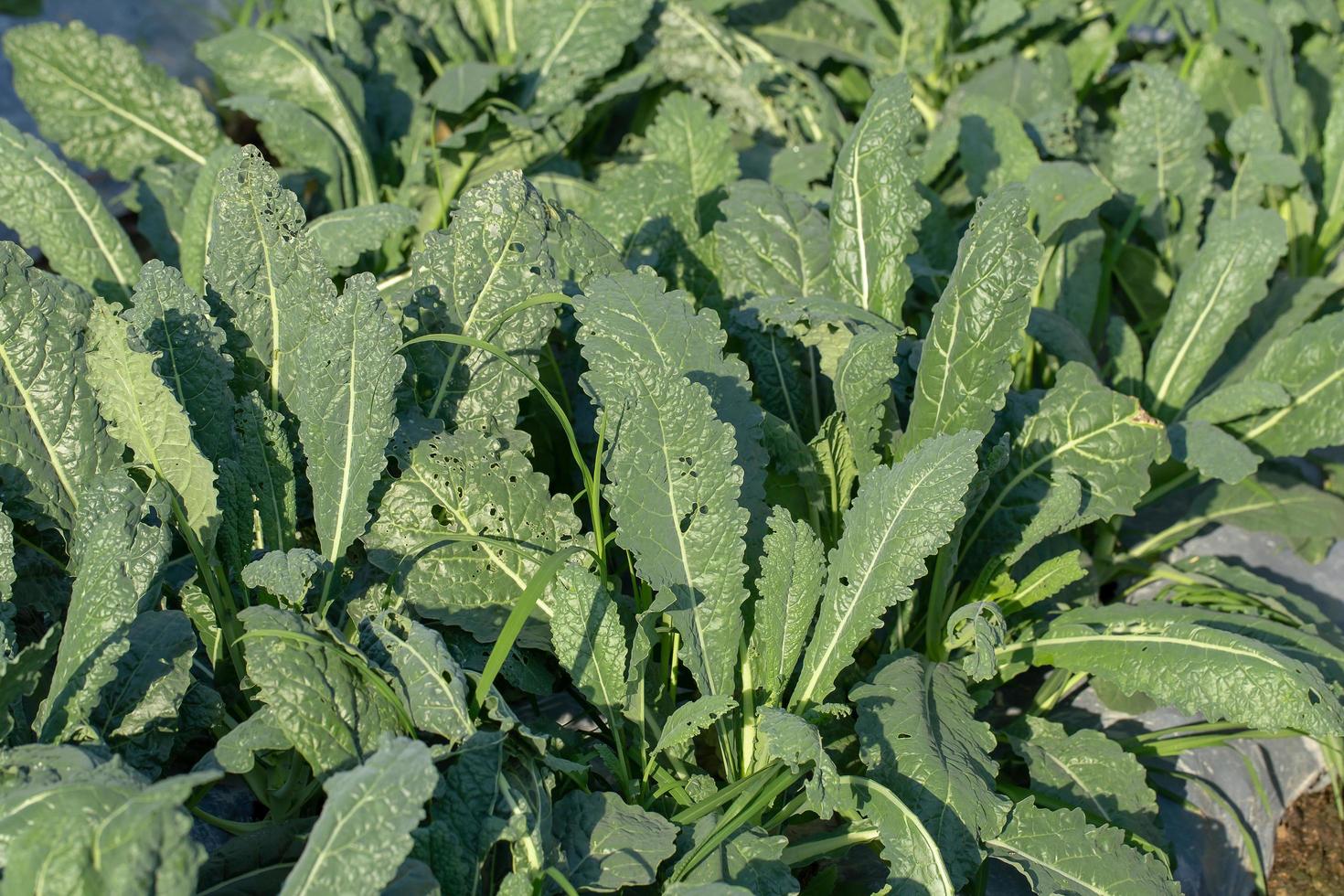 verse groene boerenkoolbladeren in de tuin foto