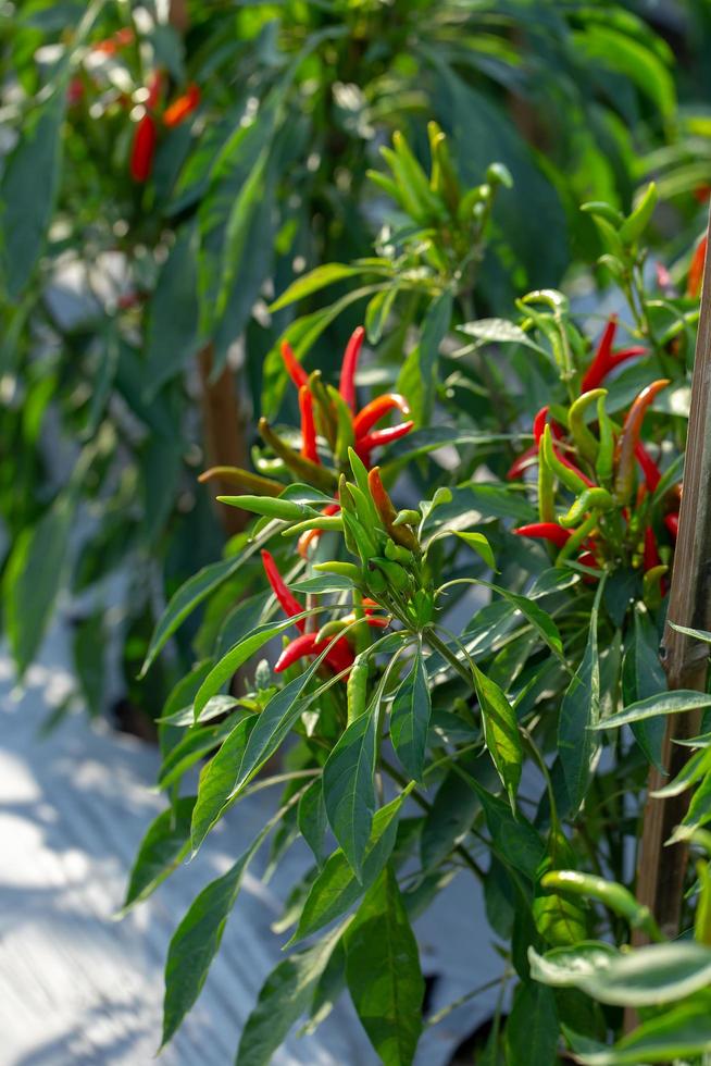rijpe rode en groene chili op een boom groene pepers groeien in de tuin foto