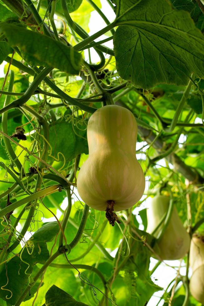 pompoenen die aan het bamboehek in de tuin hangen foto