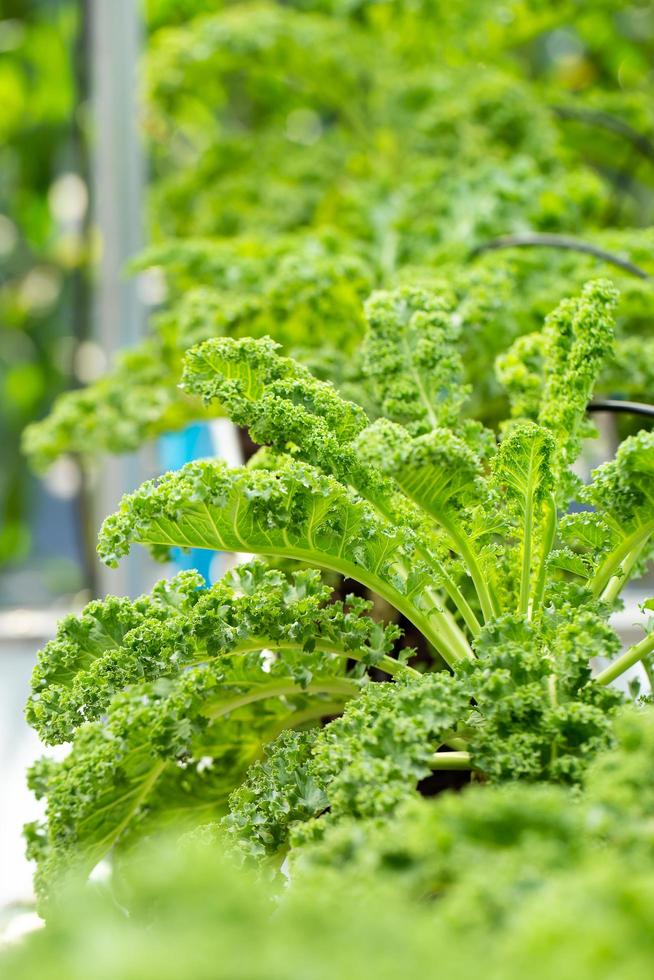 verse groene bladeren van boerenkool groene groente bladeren plant foto