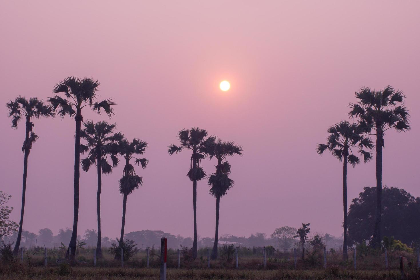 zicht op de lijn van Aziatische palmyra palmbomen of suikerpalm en groen rijstveld foto