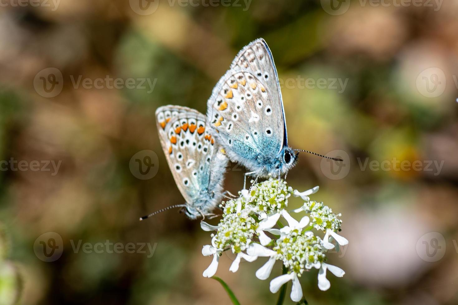 de parende vlinders foto