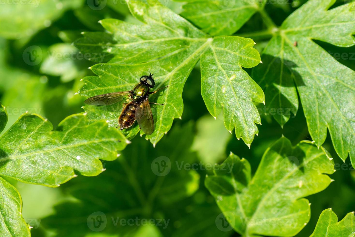 insect op peterselie foto