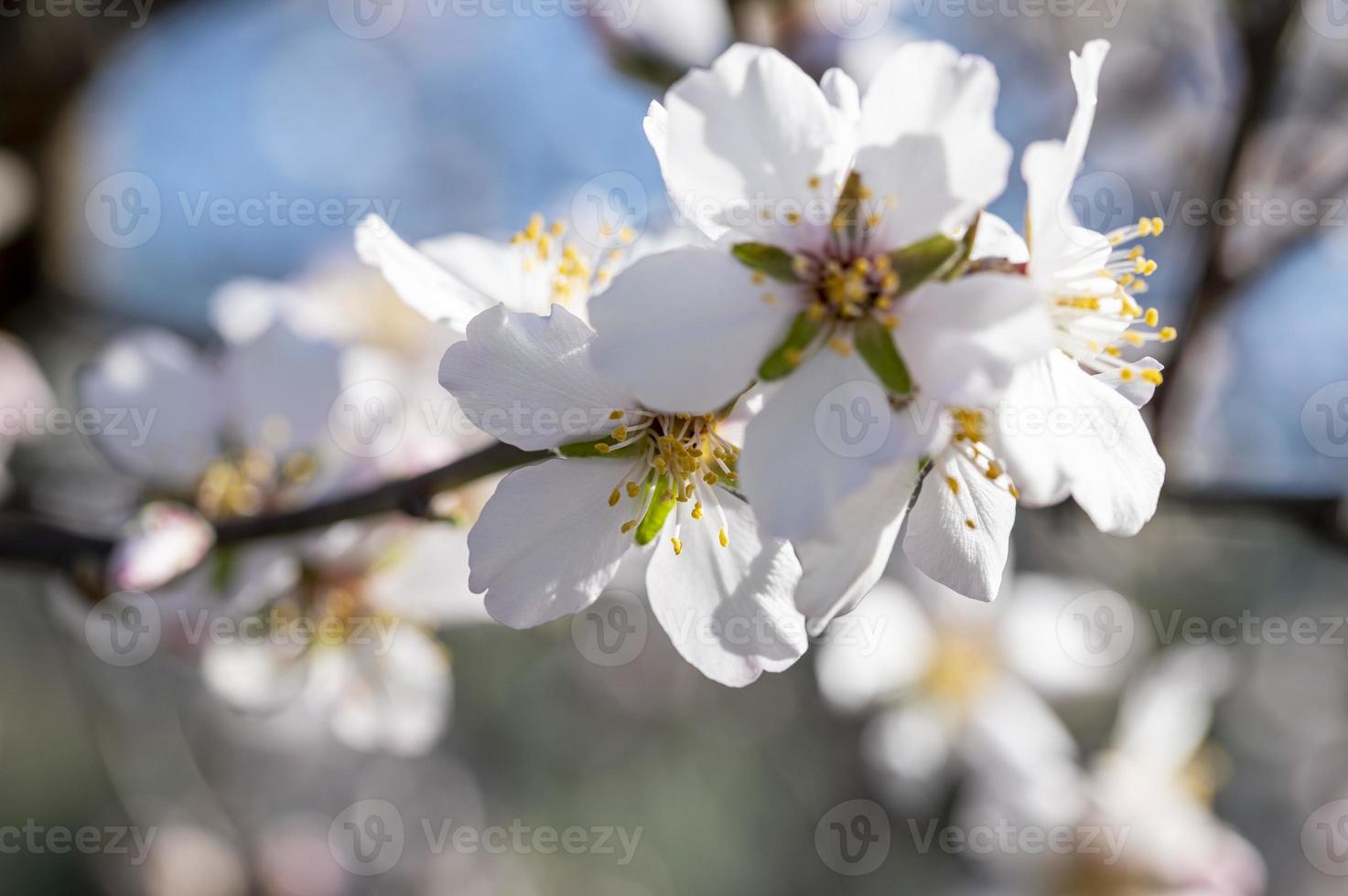 perzikbloesems bloeiden net in de lente foto