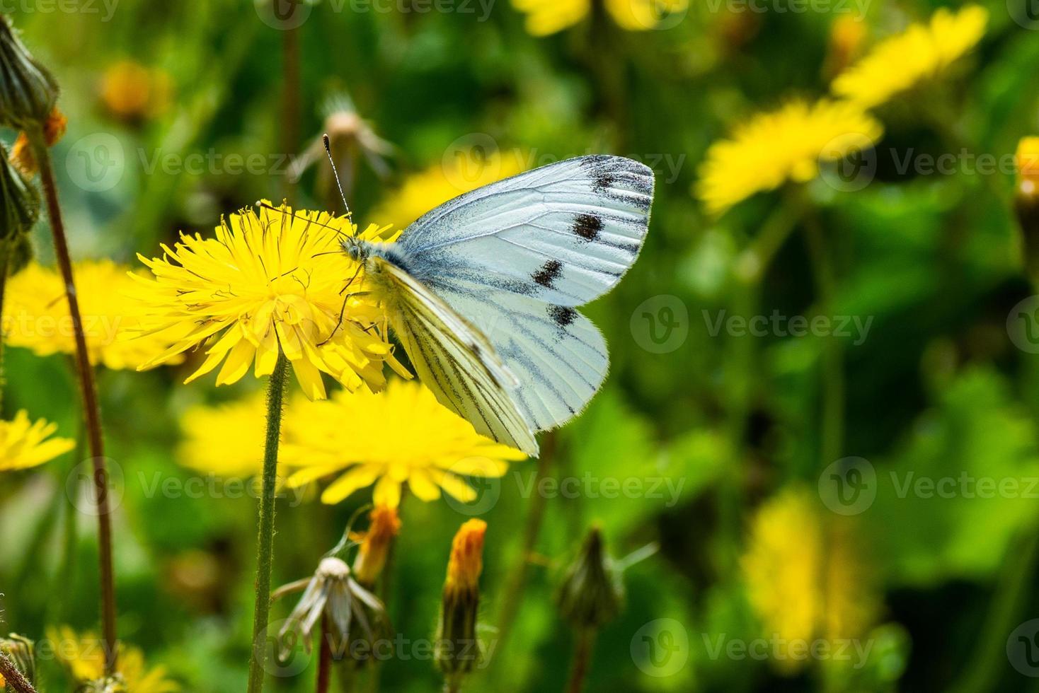 vlinder op de bloem foto